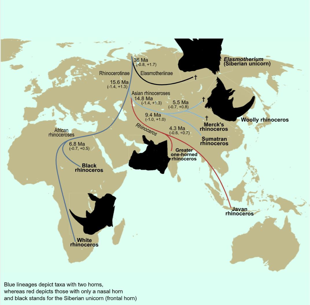 Rhino mystery going back to Darwin solved Big Think