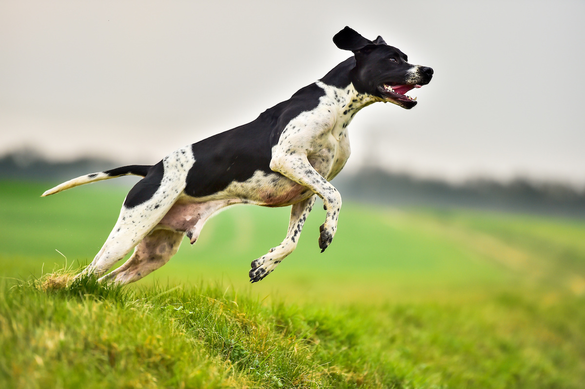 Hunting dogs bark differently depending on the animals they see Big Think