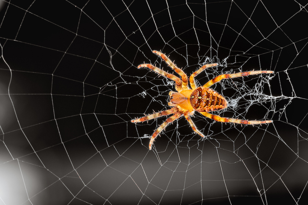 Spider webs How simple arachnids weave complex structures Big Think