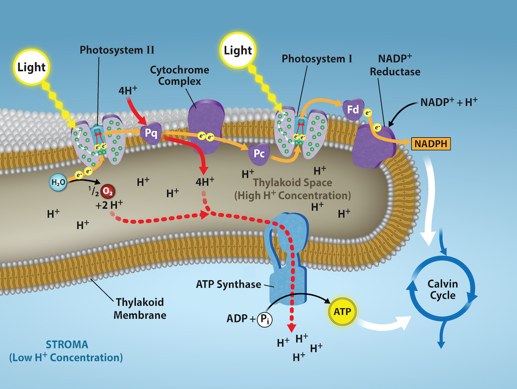 Biology's most important equation "carbon dioxide + water → glucose