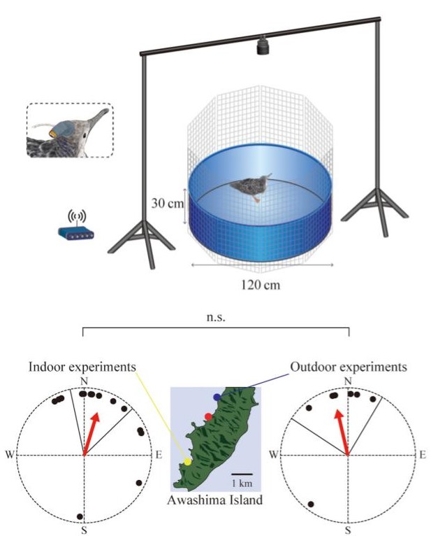 How do birds navigate? When they face north, their brains do something