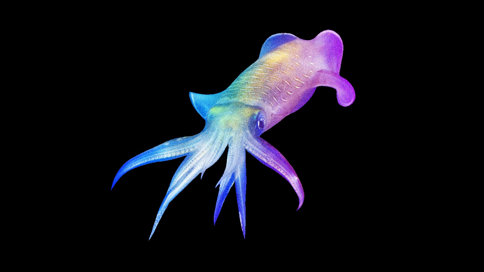 Cannibal squid "speech" strangely resembles human language Big Think