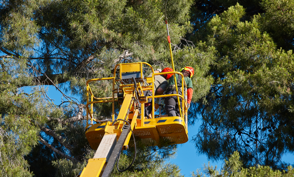 Expert Tree Service Company around Burlington & Camden County, NJ