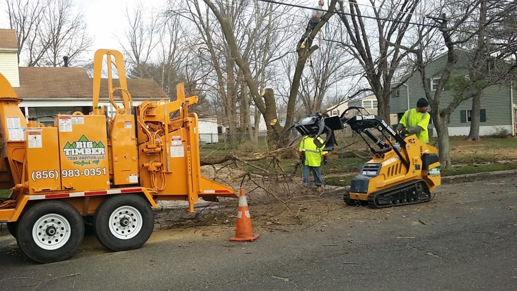 Cinnaminson, NJ Tree Removal Services Big Timber