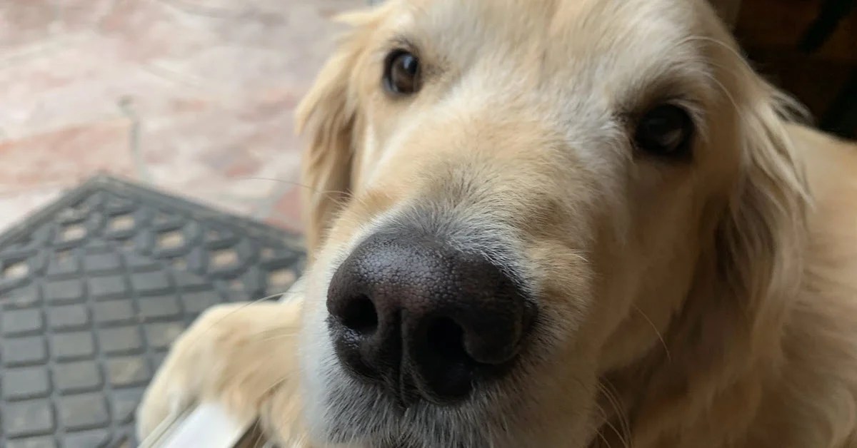 Can Dogs Smell Through Plastic