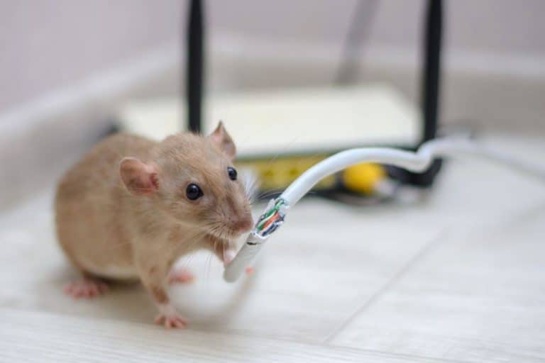 Can Mice Chew Through Plastic Storage Containers?