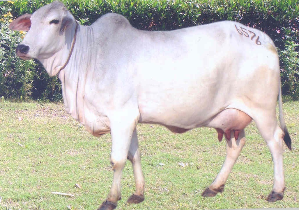 Indian cooperatives to market indigenous cows’ milk BigWire