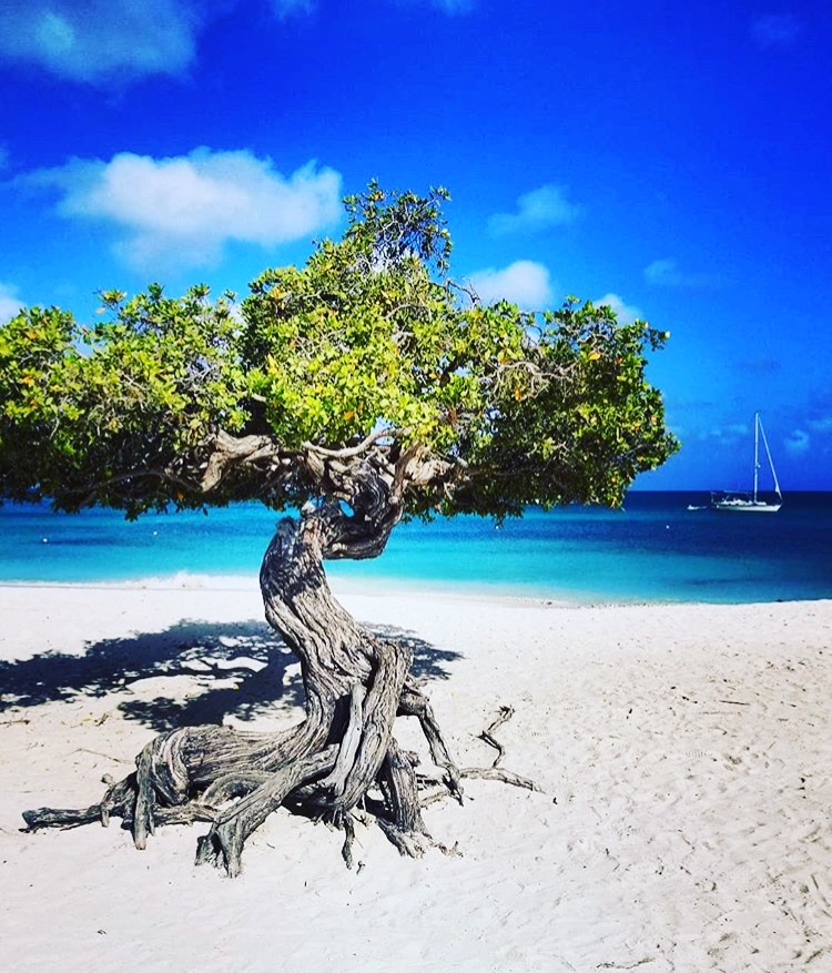 Aruba BigWorldWaiting