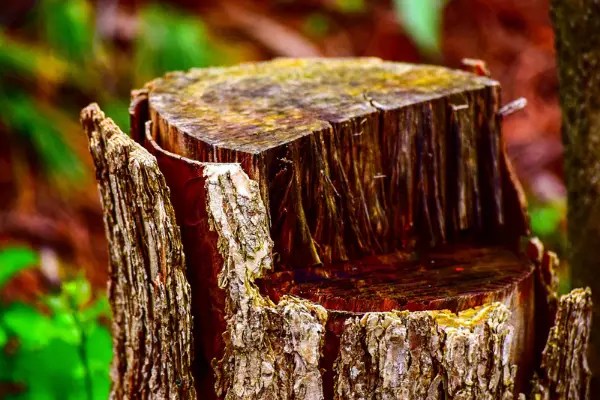 Kill Stumps the Easy Way: Homemade Tree Stump Killer – Big Yard Fun