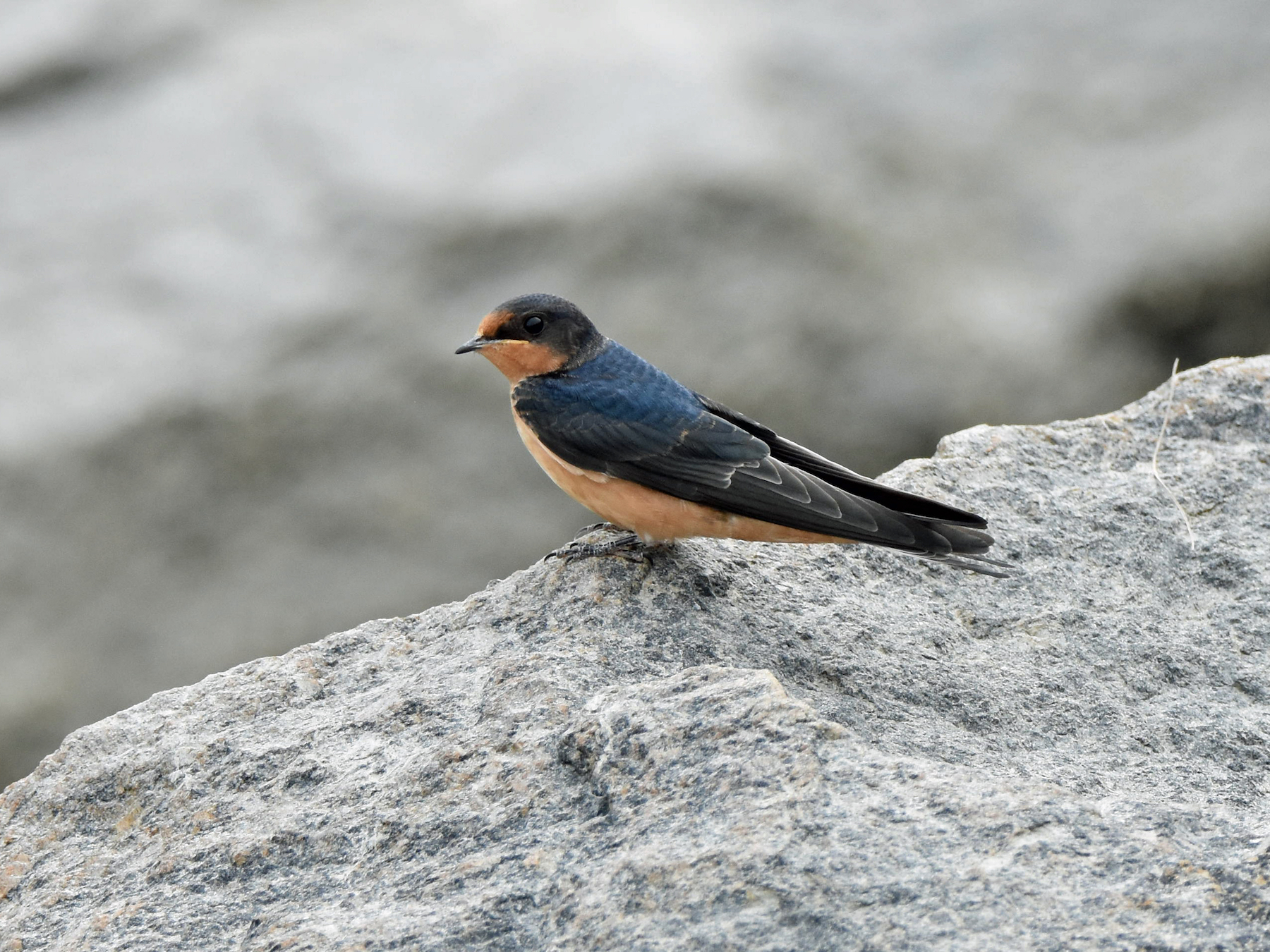 Barn Swallow Big Year Birding