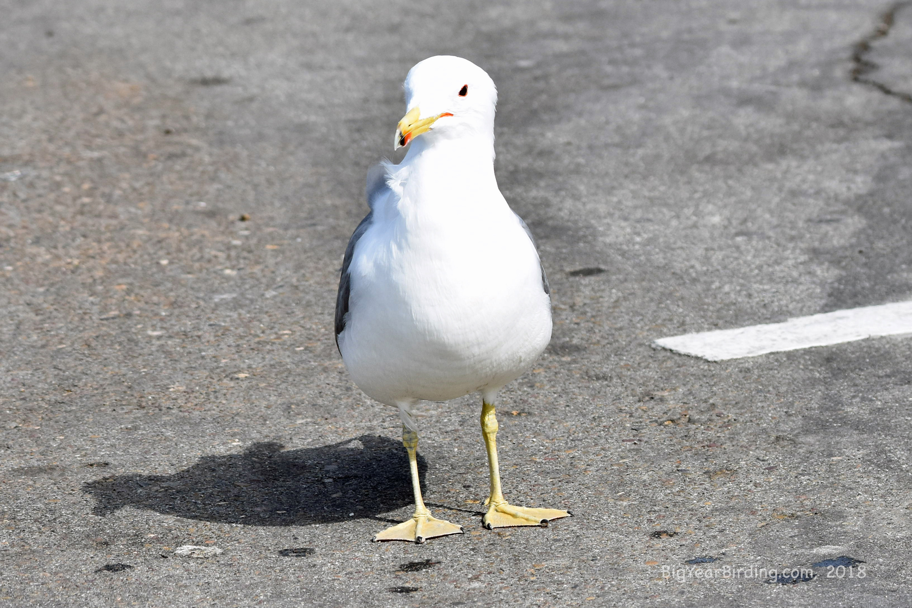 California Gull Big Year Birding