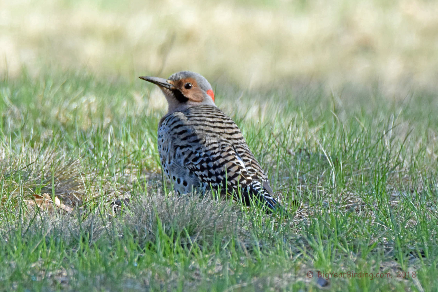 Northern Flicker Big Year Birding