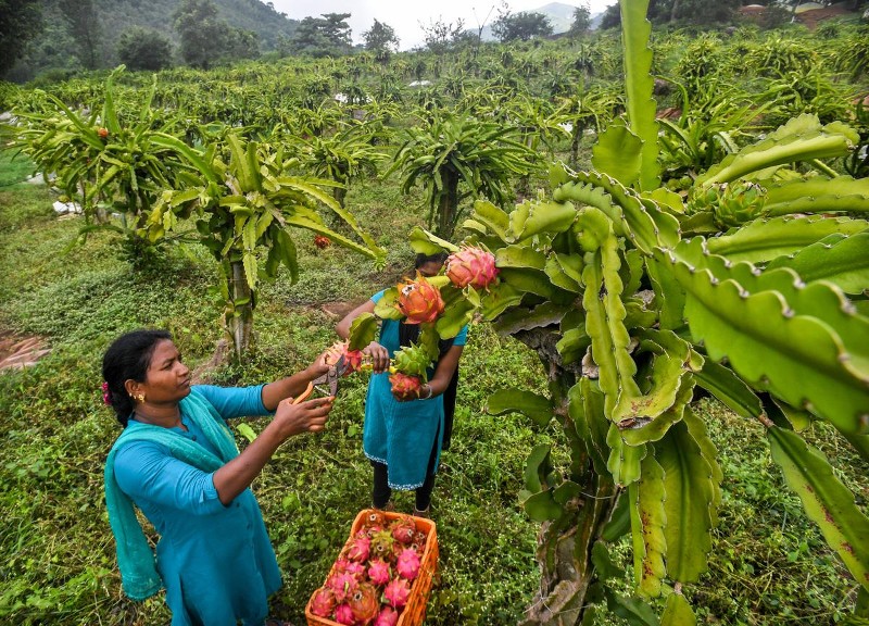 Dragon Fruit अब बिहारवासी भी ड्रैगन फ्रूट की खेती कर कमा सकगें लाखों