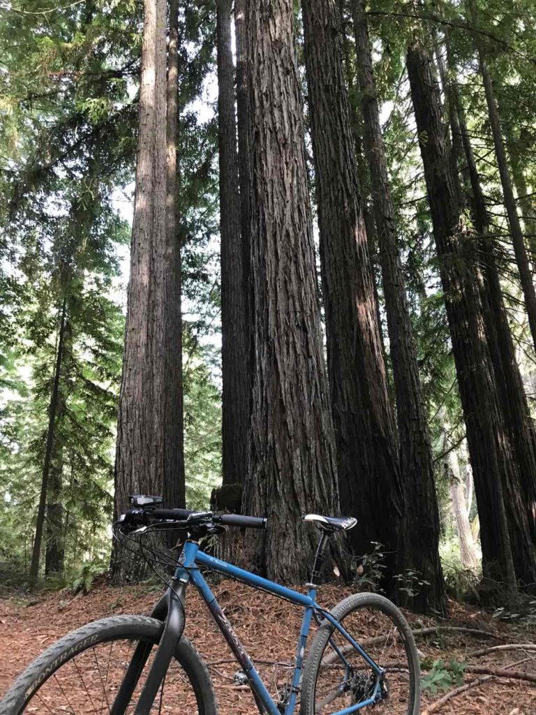Bikerumor Pic Of The Day Jackson State Demonstration Forest, Northern