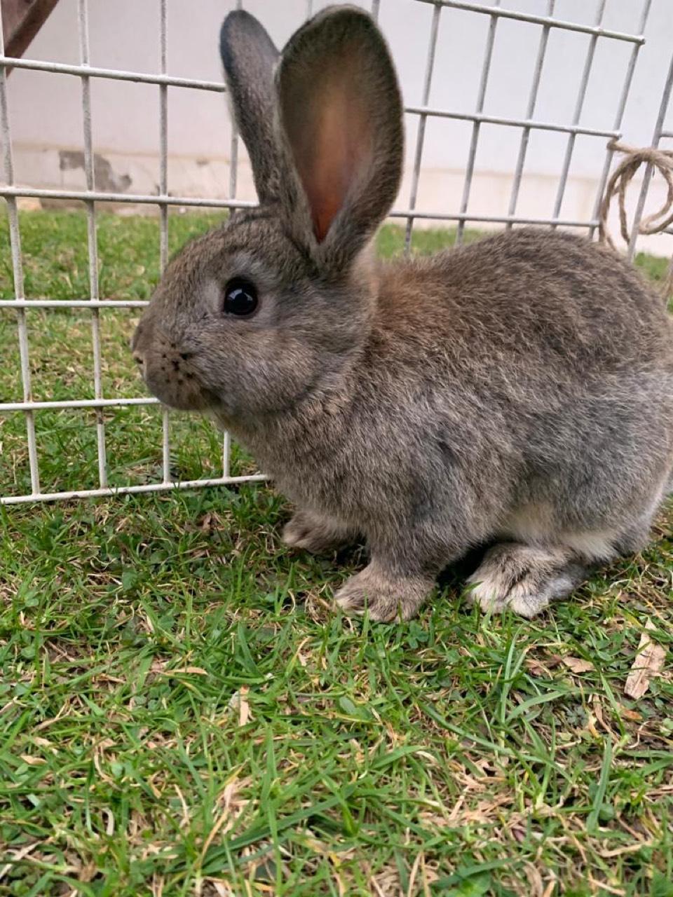 Jungkaninchen Hasen Deutsche Riesen, Riesenschecken