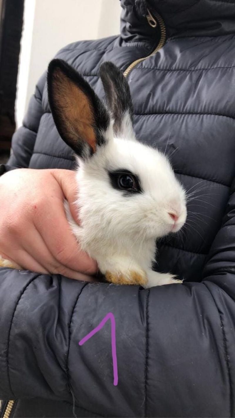 Zwergkaninchen Baby Hasen zu verkaufen!!! kaufen