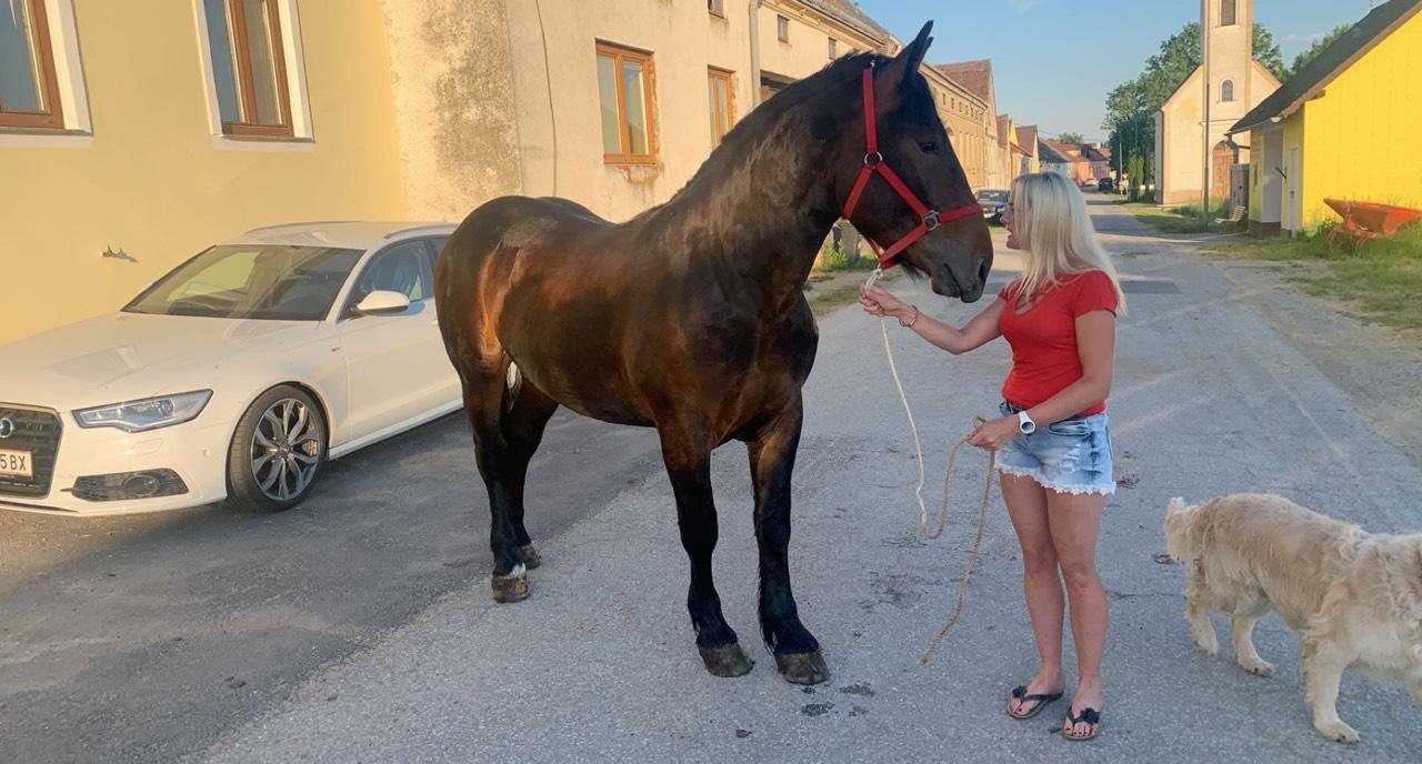 Pferdemarkt Noriker Noriker Pferd kaufen