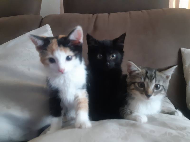 Katzenbabys Bauernhofkatzen gebraucht kaufen