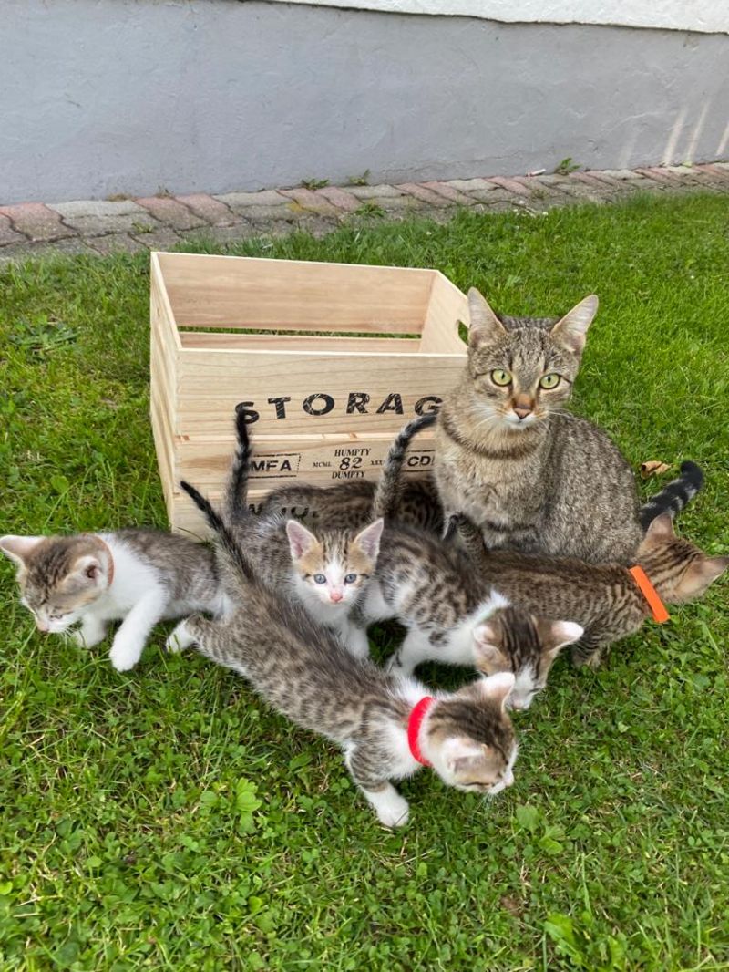 Katzenbabys Süße Bauernhofkatzen aus dem Waldviertel kaufen