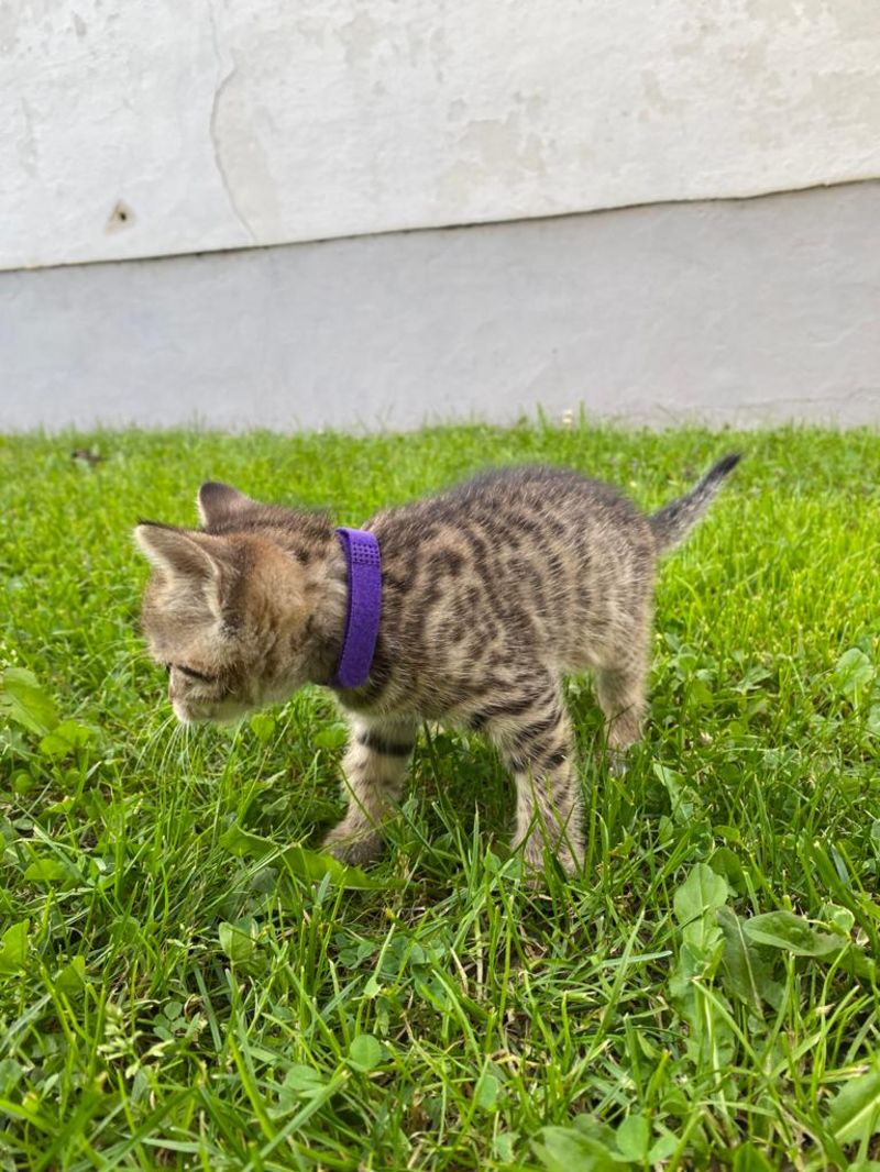 Katzenbabys Süße Bauernhofkatzen aus dem Waldviertel kaufen