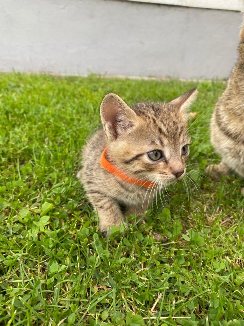 Katzenbabys Süße Bauernhofkatzen aus dem Waldviertel kaufen