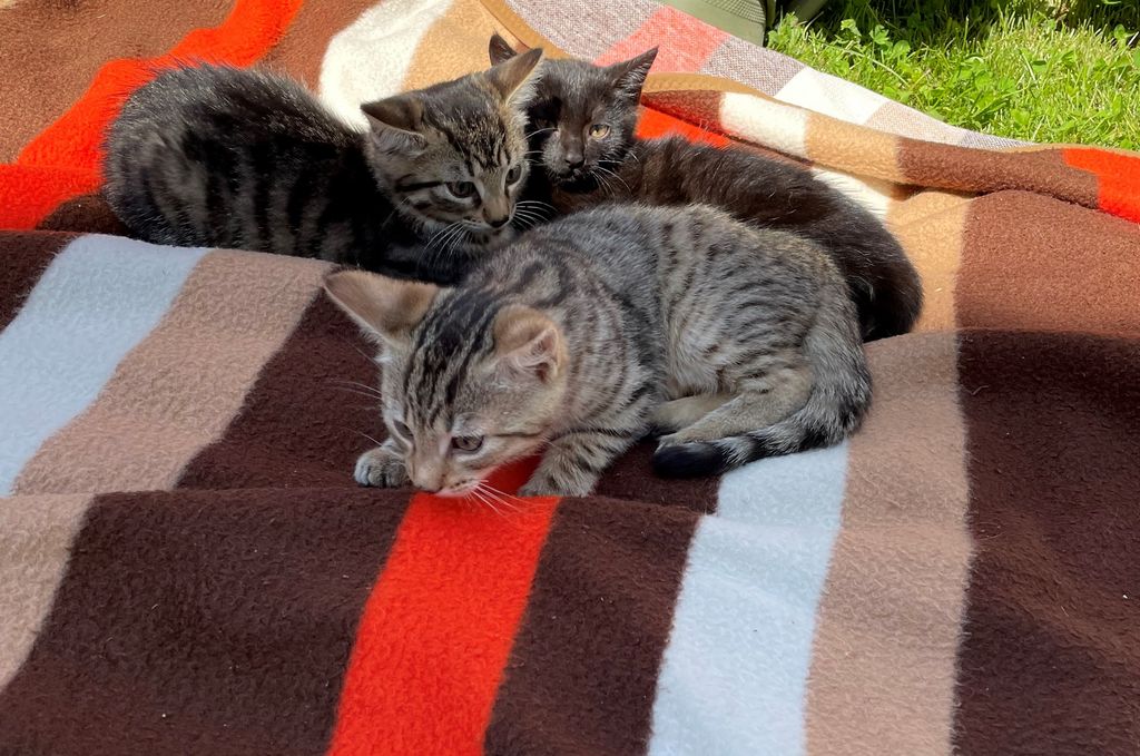 Katzenbabys Bauernhofkatzen kaufen