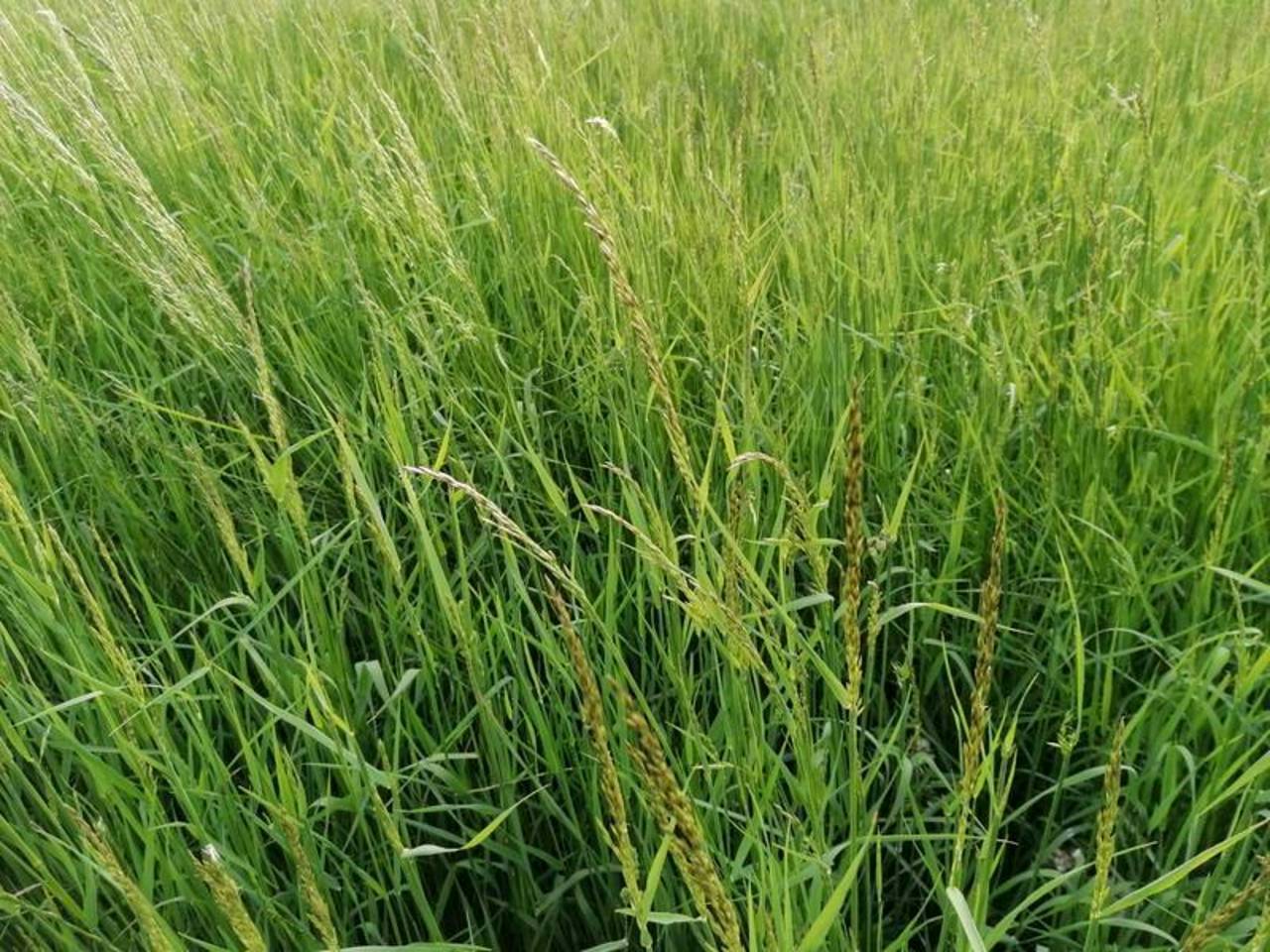 Heu Heu in Kleinballen gebraucht kaufen