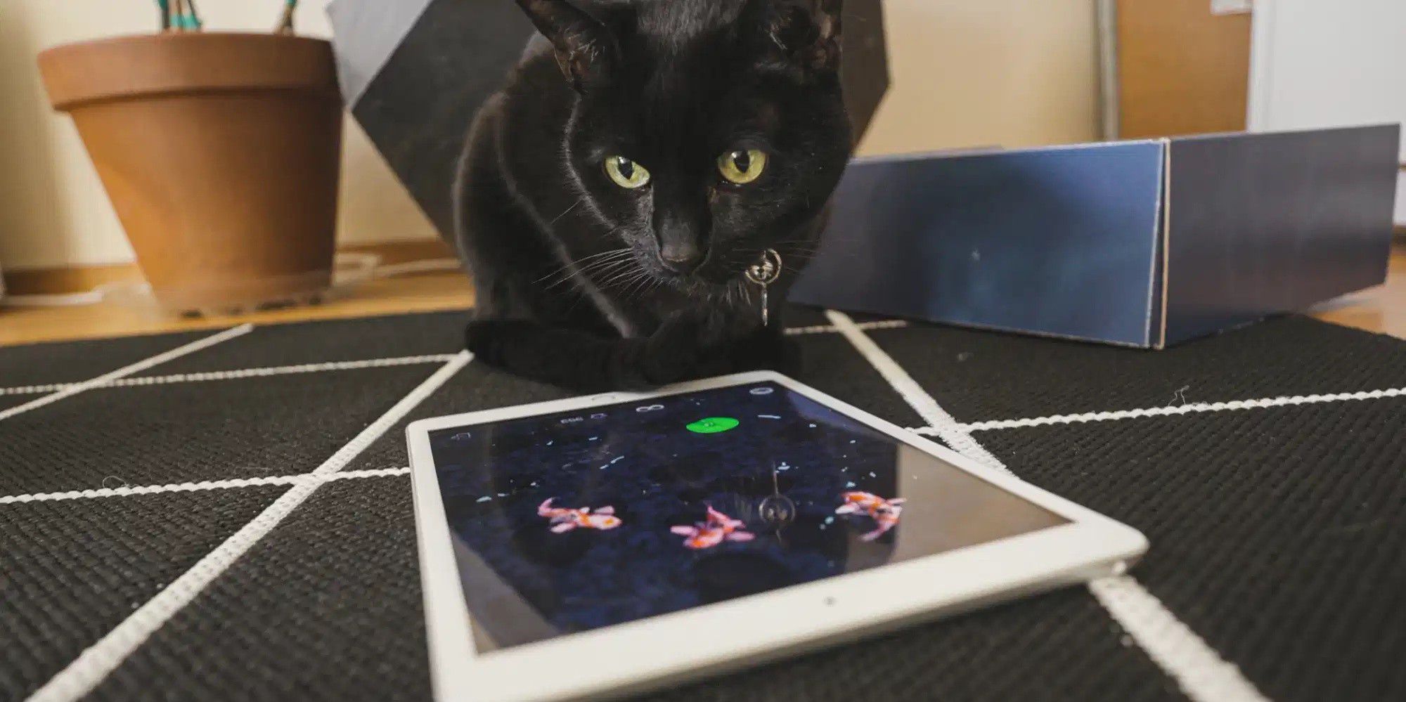 Skurril Katze testet iPadApp speziell für Katzen Macwelt