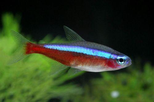 Fischzucht Wie züchte ich Fische im Aquarium? markt.de