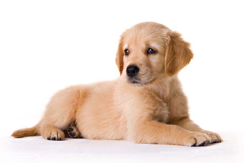 Ratgeber für den Welpen und Hundekauf markt.de