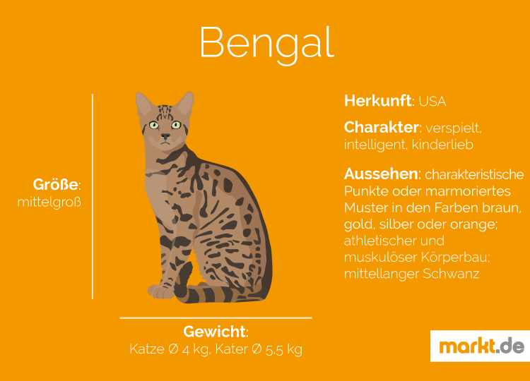 Thedarlingbakers Wie Gross Wird Eine Bengal Katze