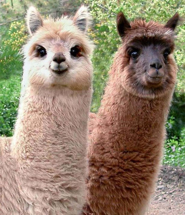 lama Bunte Bilder
