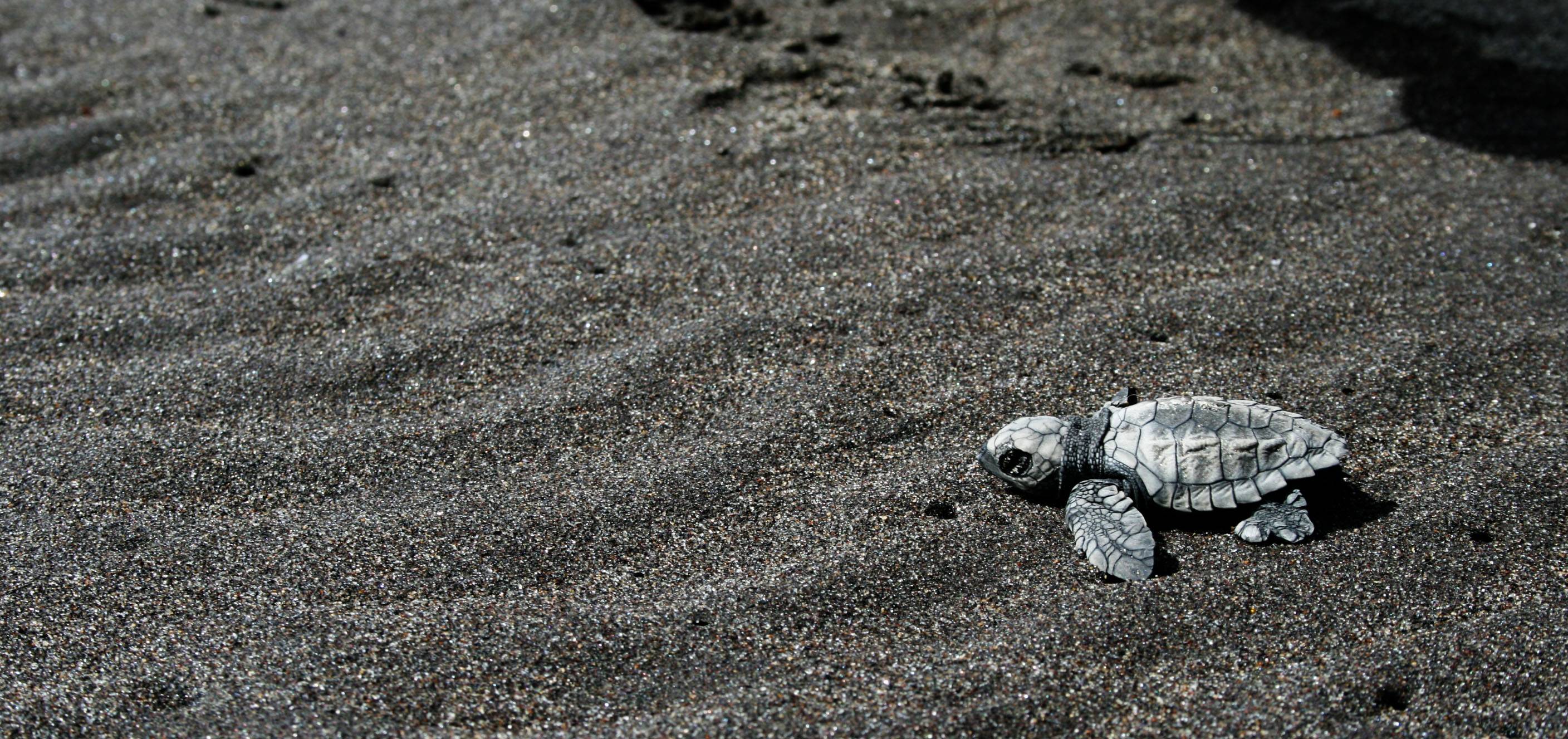 Baby Schildkröte auf dem Weg ins Meer Bunte Bilder