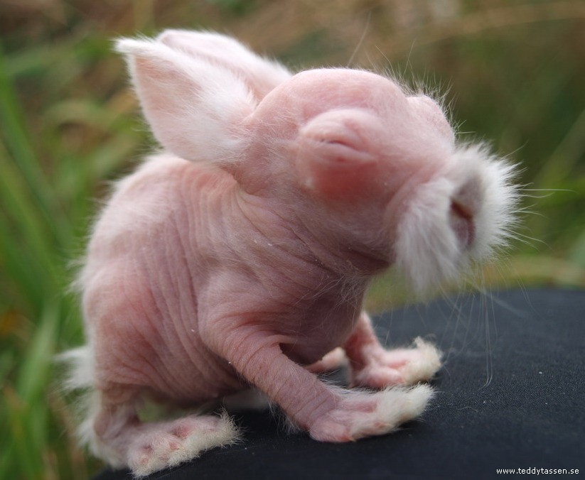 Teddytassens Biran Bunte Bilder