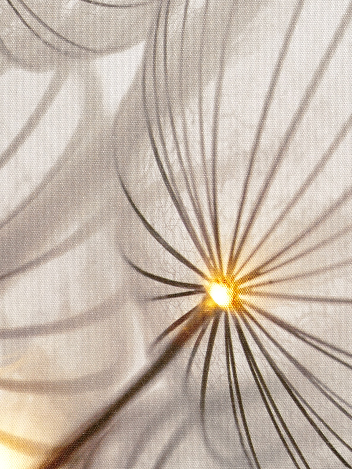 LED Bild Pusteblume im OTTO Online Shop