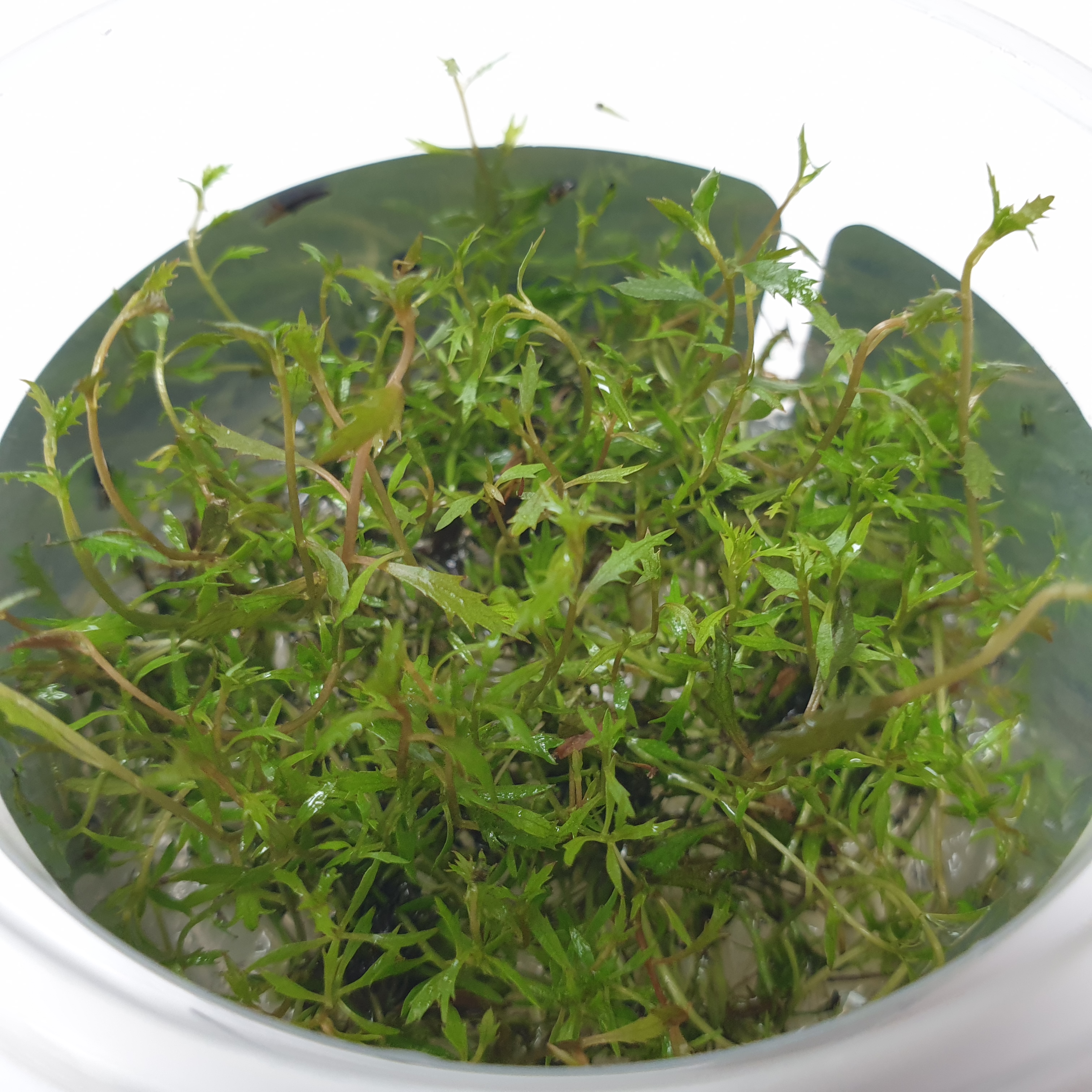 In Vitro Pflanzen und Moose (Aquarium Aquascaping Garnelen