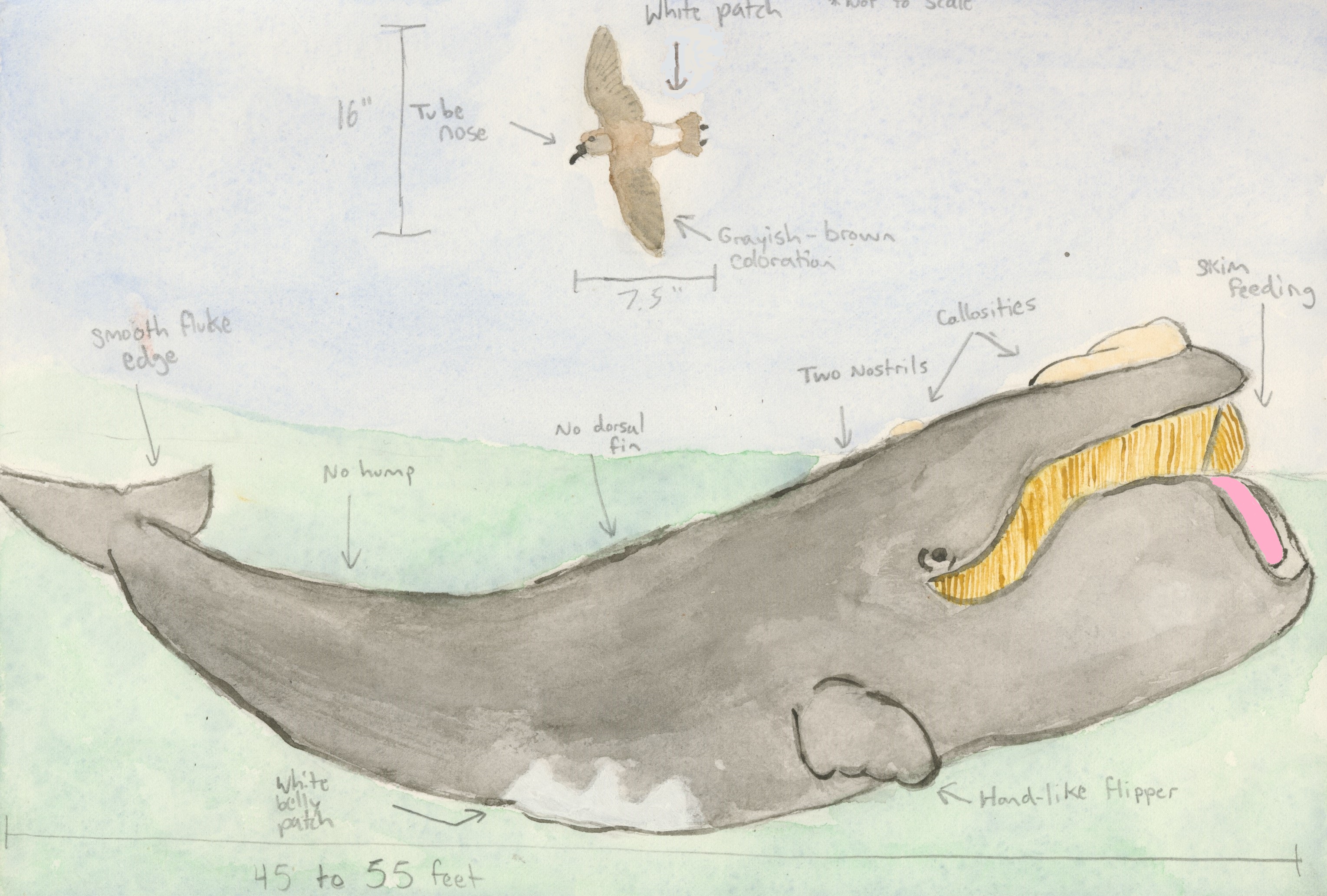 North Atlantic Right Whale – Bilge Water Blog 2066_x_3058_jpg