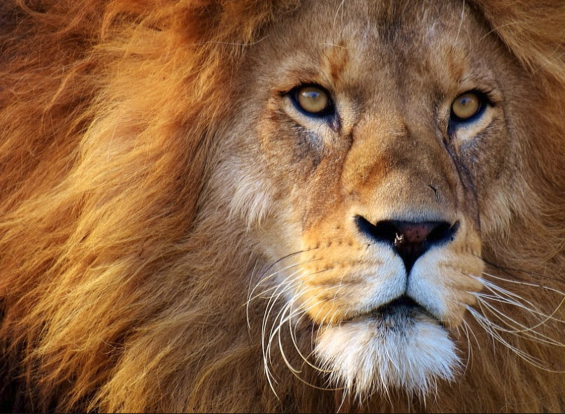 leaderlion Bill Bigler