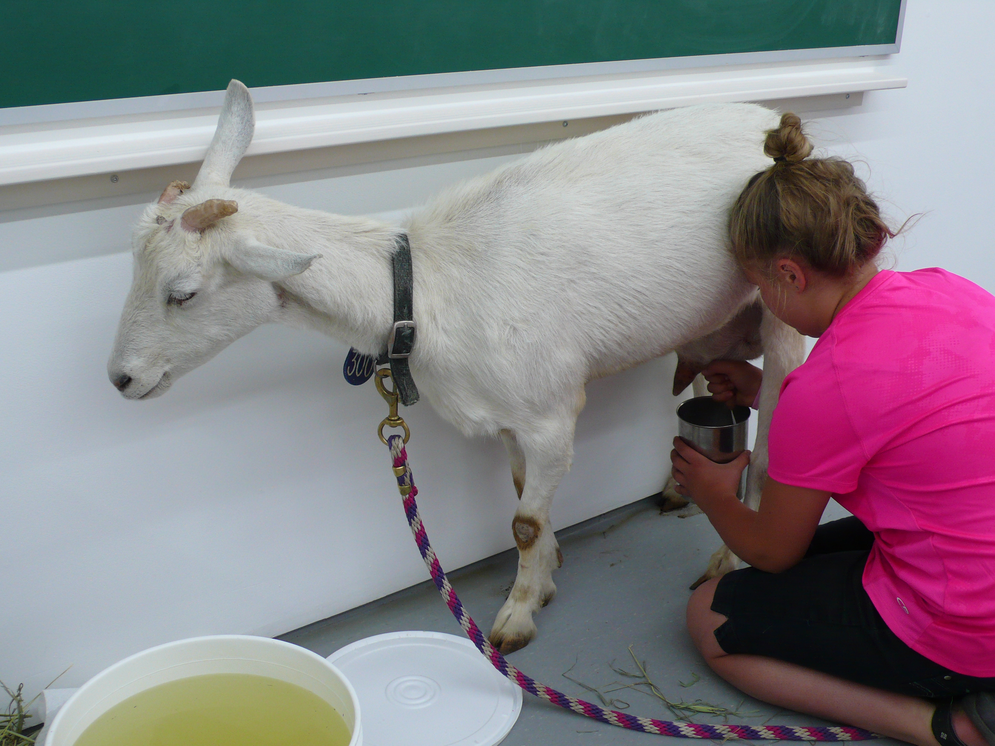 Bill Burns « goat milking