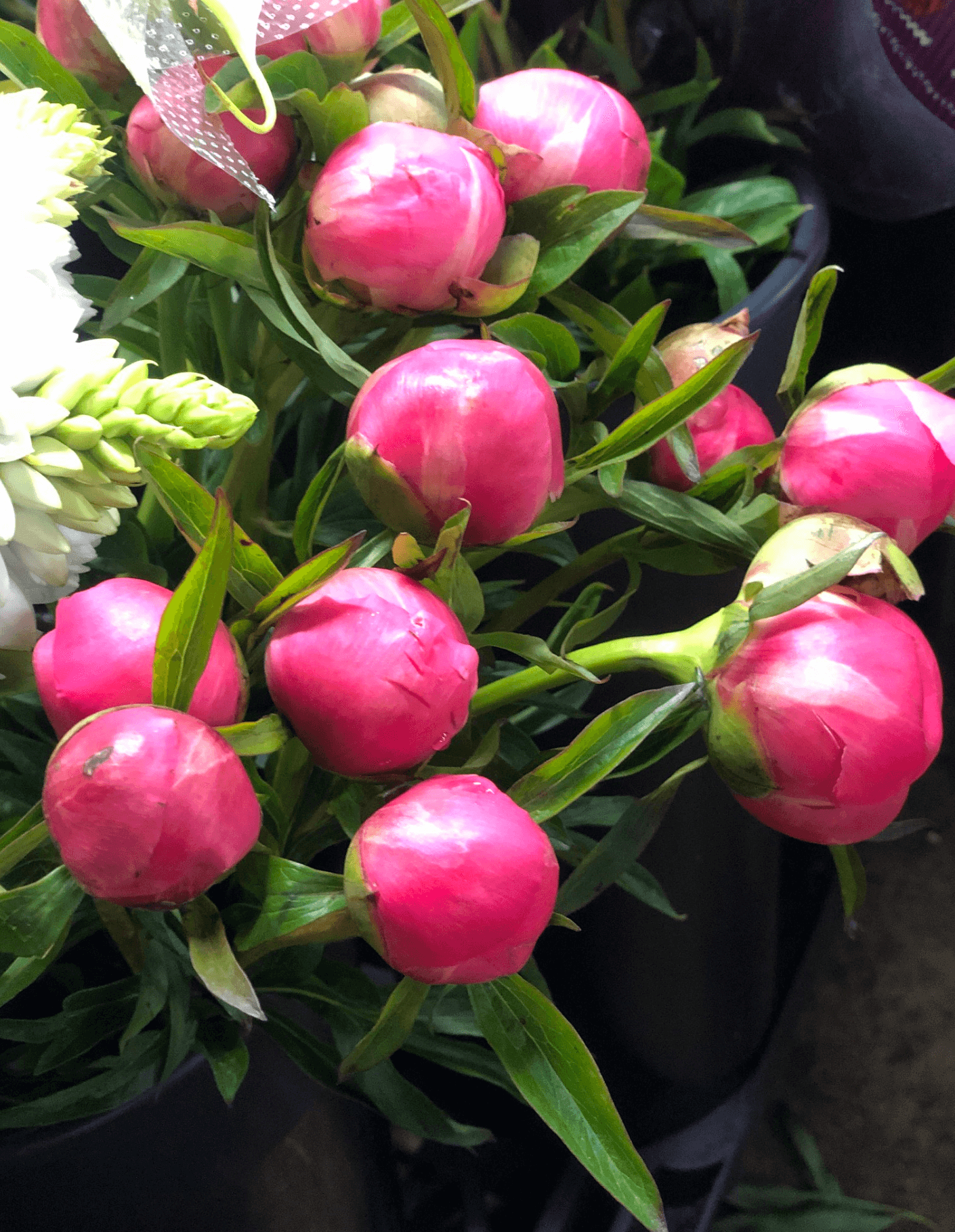 peonies Bill Doran Company Wholesale Florist Bulk Flowers Nationwide
