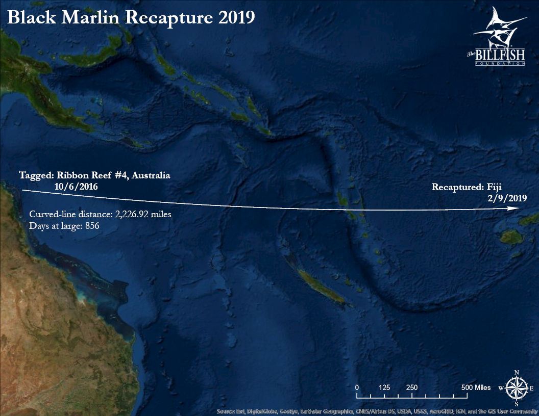 2019 Black Marlin Conservation Record The Billfish Foundation