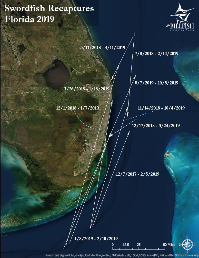 2019 Swordfish Conservation Record The Billfish Foundation