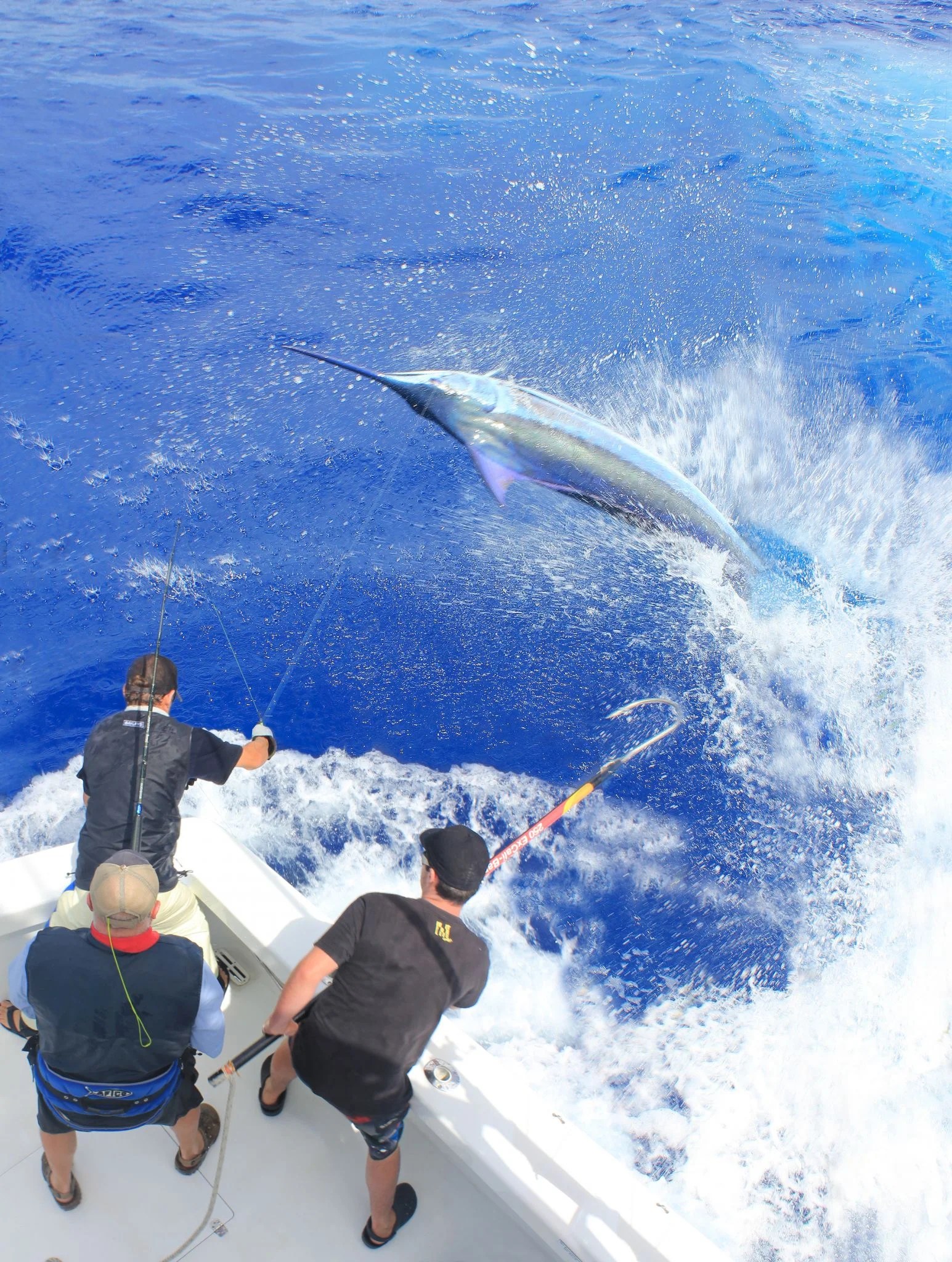 Billfish Report