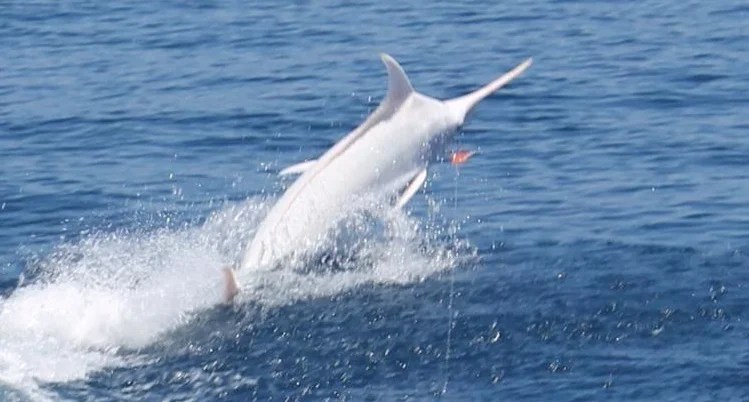 Rare Albino Blue Marlin Billfish Report