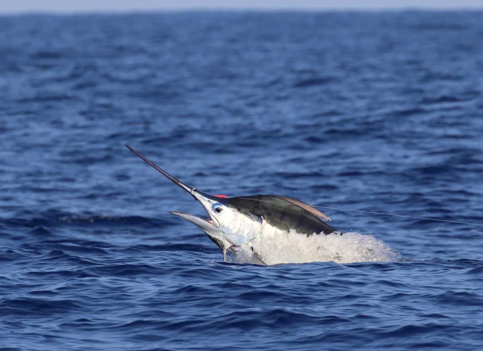 2016 Billfisheries of the Year 8 Kona Billfish Report