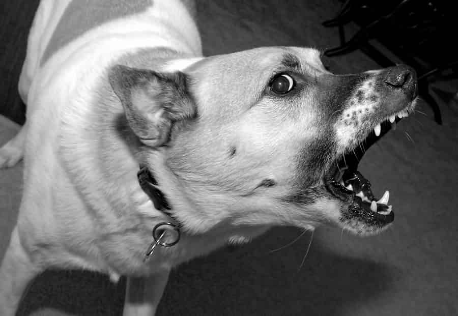 Indiana Dog Bite Laws A Guide Indianapolis Injury Lawyers