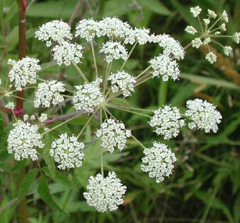 Don't Put Your Guard Down in Your Garden These Deadly Plants May Be