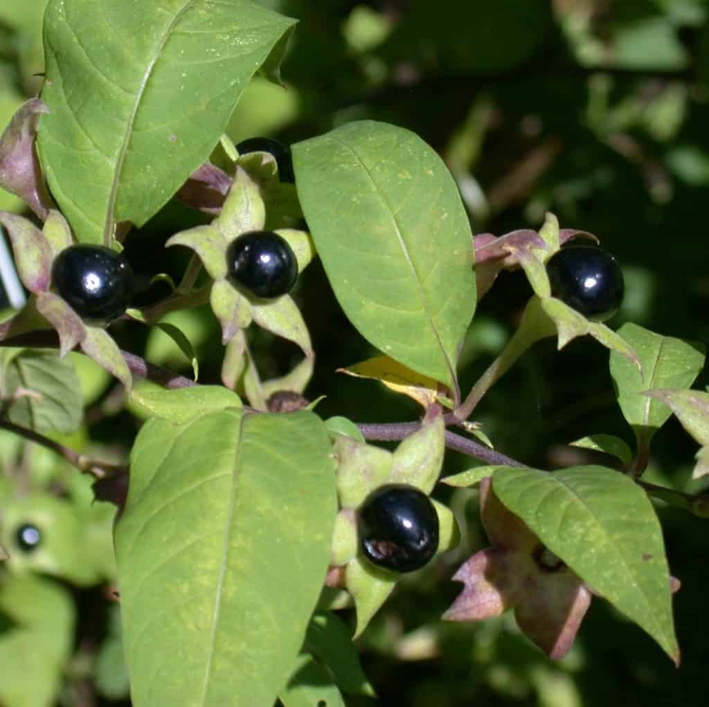 Deadly Plants Which May Be Lurking In Your Garden