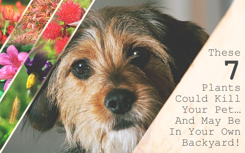 7 Plants That Could Kill Your Pet