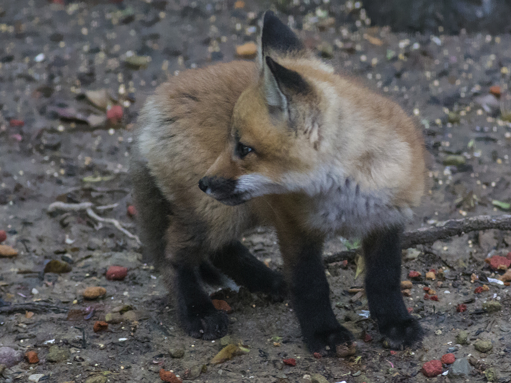 Backyard Animals Backyard Ideas